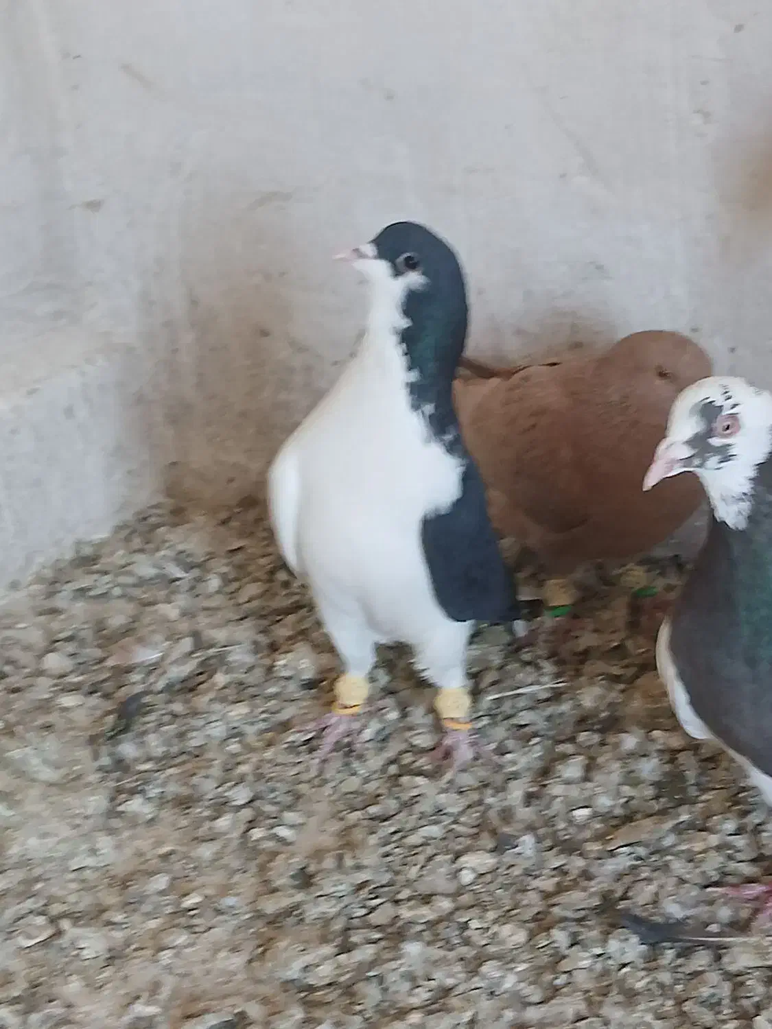 سه تا پرنده تک خال|پرنده|دشتابی, |دیوار