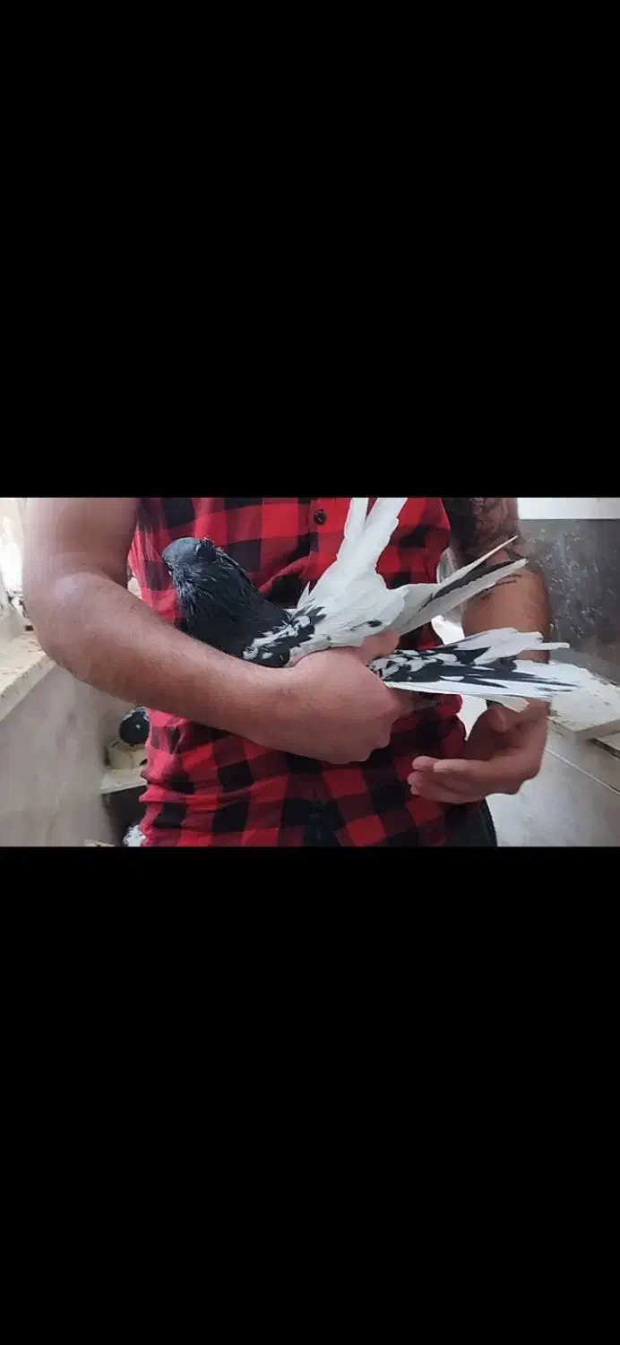 کله سیا|پرنده|مسجد سلیمان, |دیوار