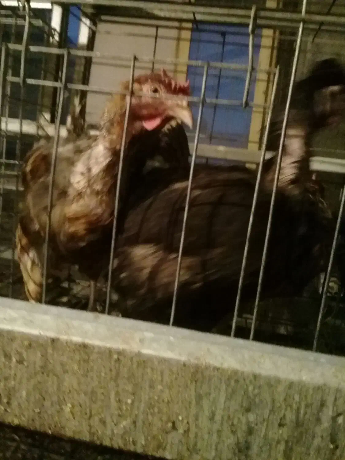 مرغ بومی تخمگذار خونه، گی|حیوانات مزرعه|فرخشهر, |دیوار