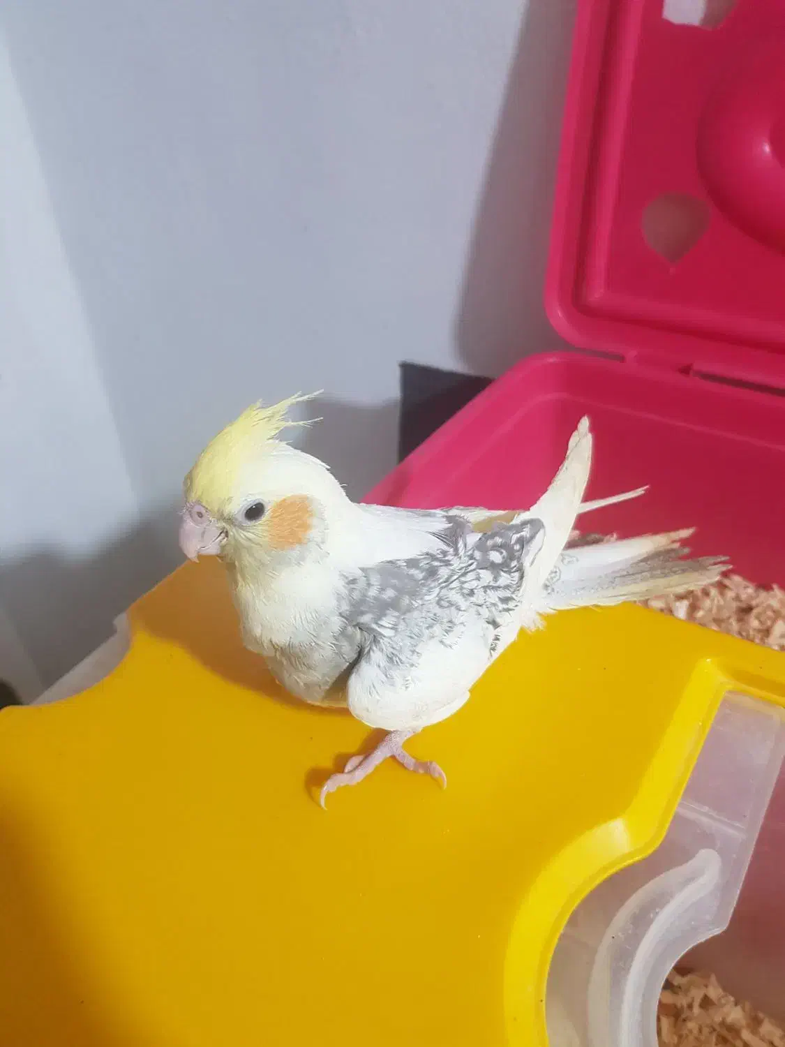 طوطی عروس تازه دونخور|پرنده|بابلسر, |دیوار