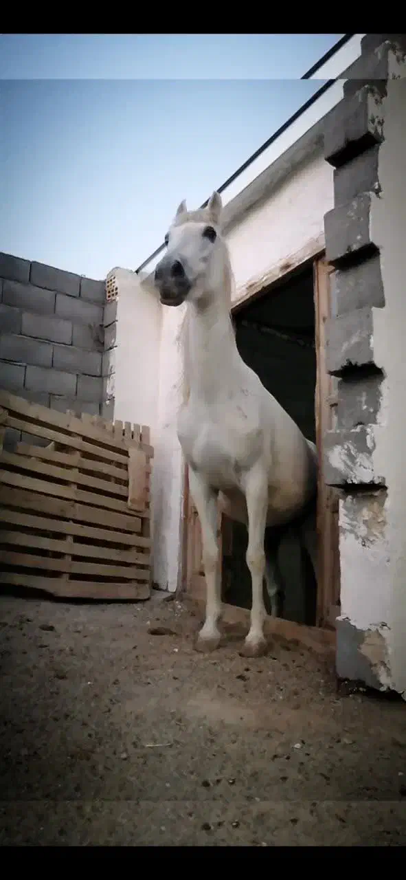 مادیان درجه یک|اسب و تجهیزات اسبسواری|یزد, |دیوار