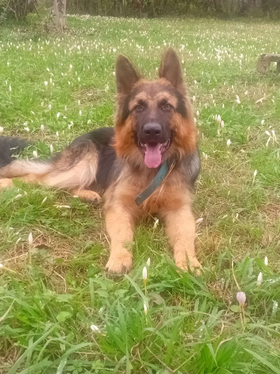 گمشده توله ژرمن ۱۰ ماهه نر|سگ|سیاهکل, |دیوار