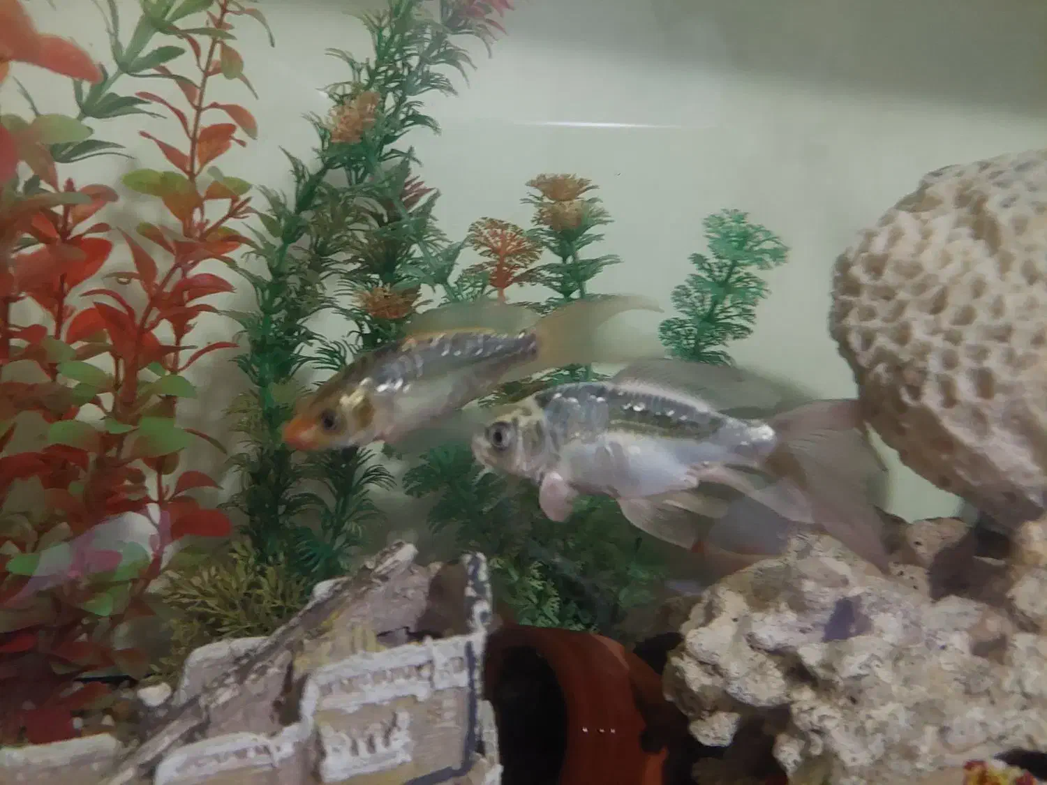 ماهی کوی و کت برنز|ماهی|تهران, جوادیه تهرانپارس|دیوار