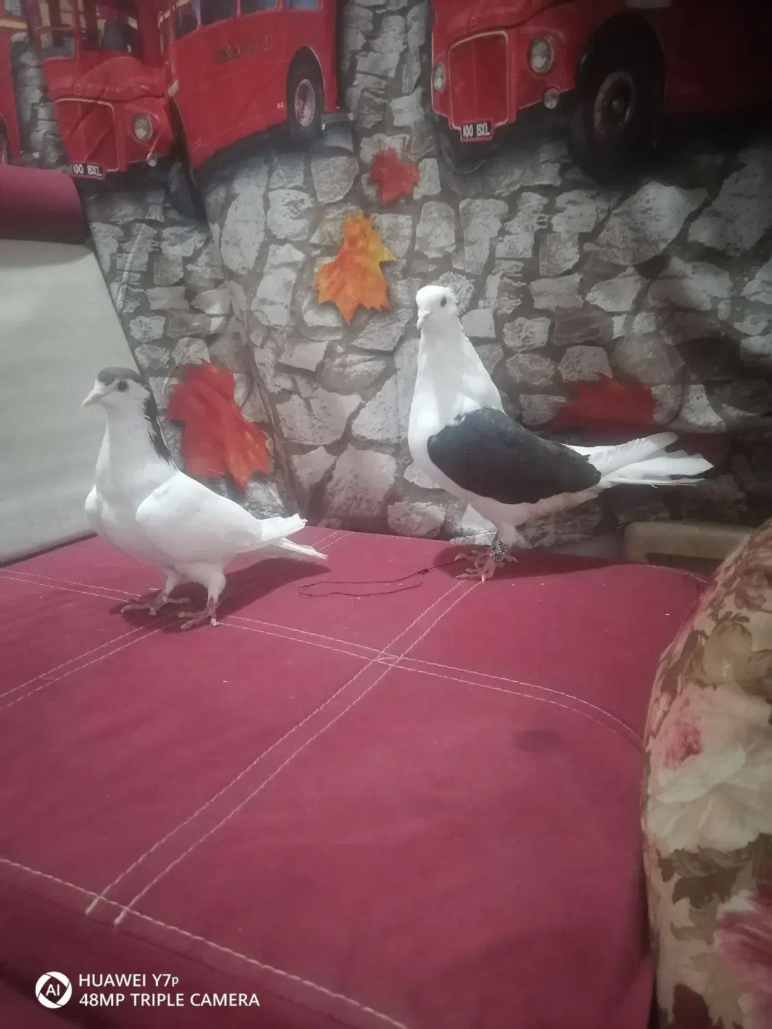 یک جفت ماده|پرنده|شوشتر, |دیوار