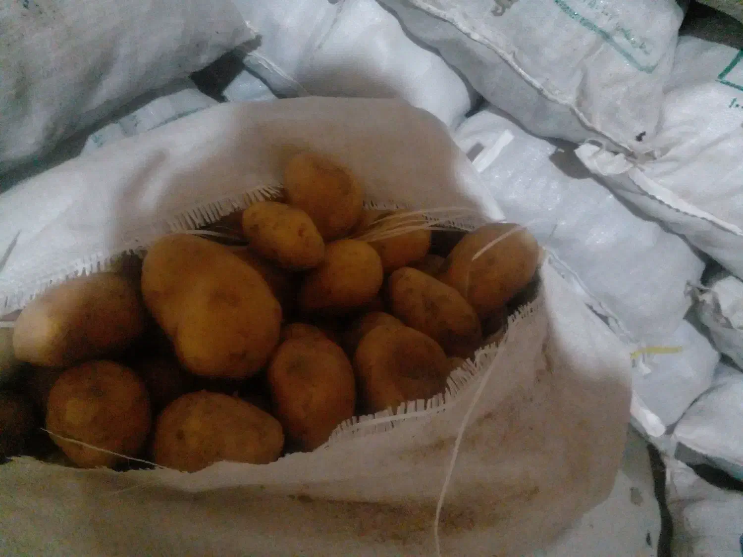 فروش سیب زمینی جیلی|خوردنی و آشامیدنی|نظر کهریزی, |دیوار