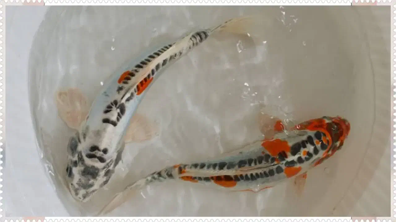 ماهی کوی|ماهی|تهران, جوادیه|دیوار