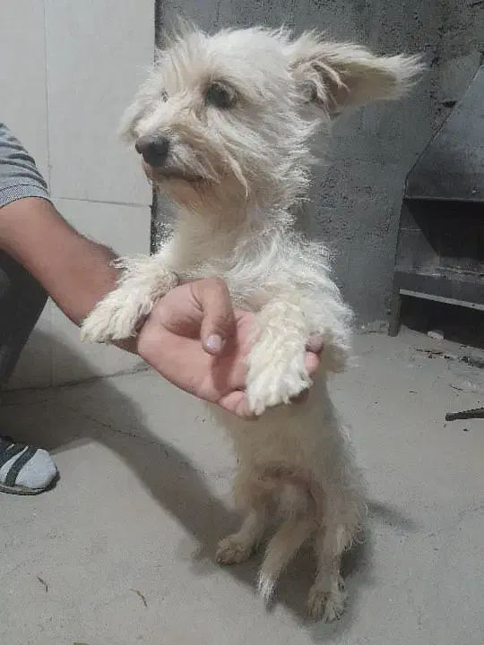 گمشده پاپی سفید|حیوانات|نجفآباد, جلال آباد|دیوار