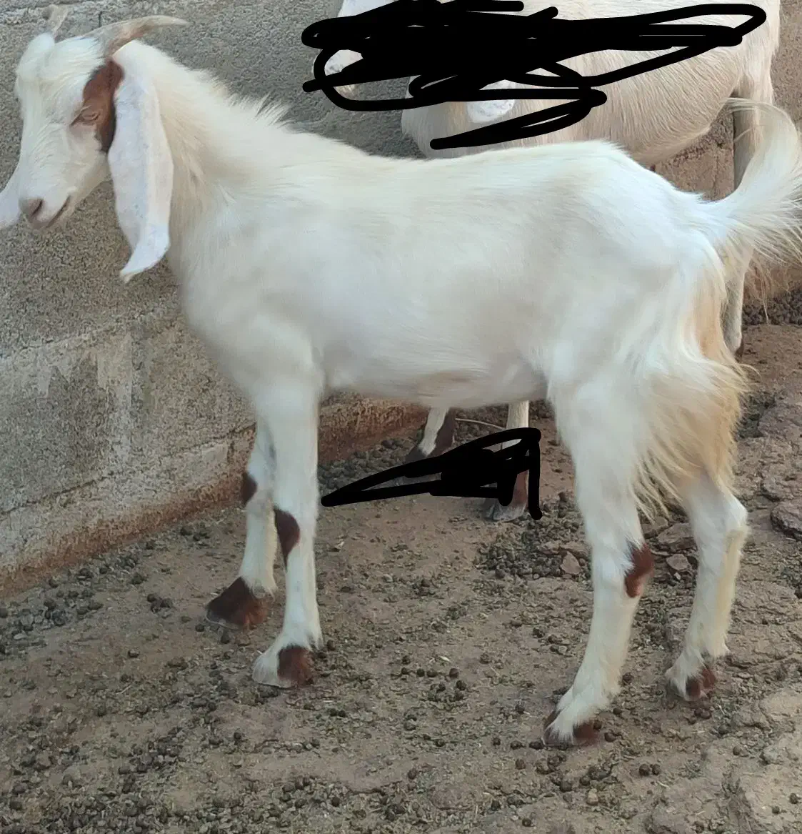 تیشترماده|حیوانات مزرعه|خورموج, |دیوار