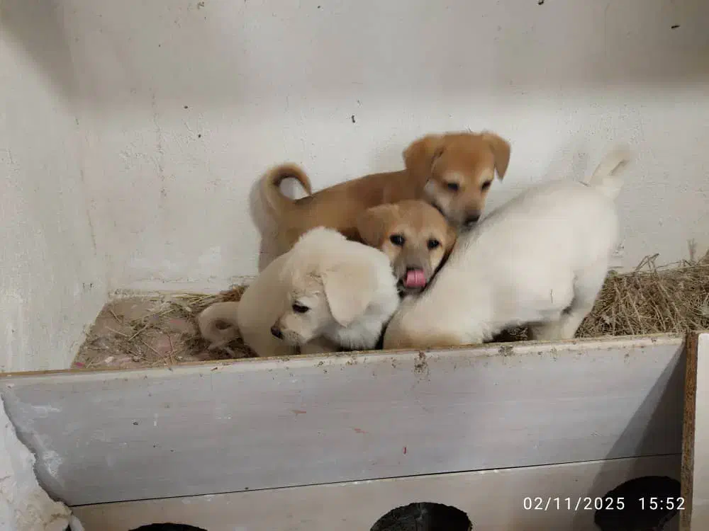 واگذاری ۴ توله  سالم ۲ماده‌ نره ۲ ماه نیم ماه|سگ|اردبیل, |دیوار