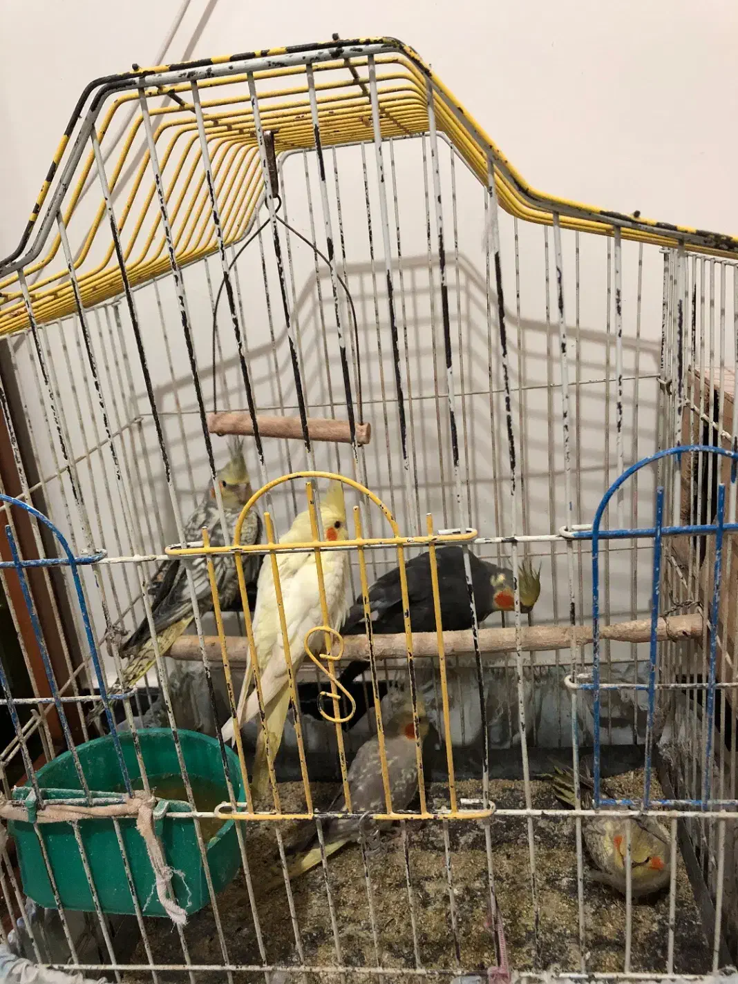 جوجه عروس 3ماهه|پرنده|شهریار, رضی آباد پایین|دیوار