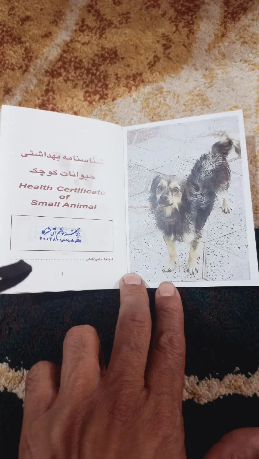 سگ باهوش|سگ|برازجان, |دیوار