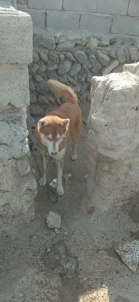 سگ ه|سگ|ایرانشهر, |دیوار