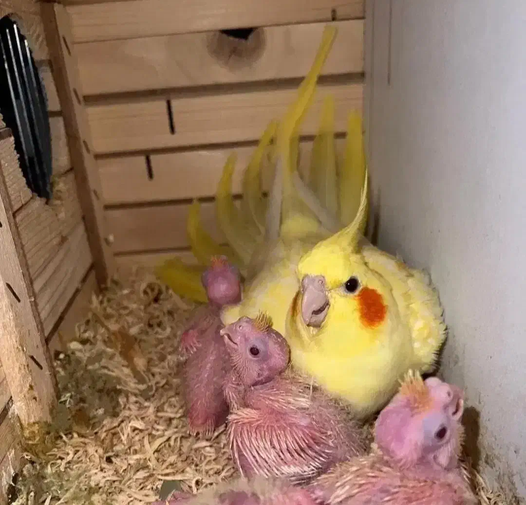 سالن پرورش عروس هلندی و کوتوله|پرنده|اراک, |دیوار