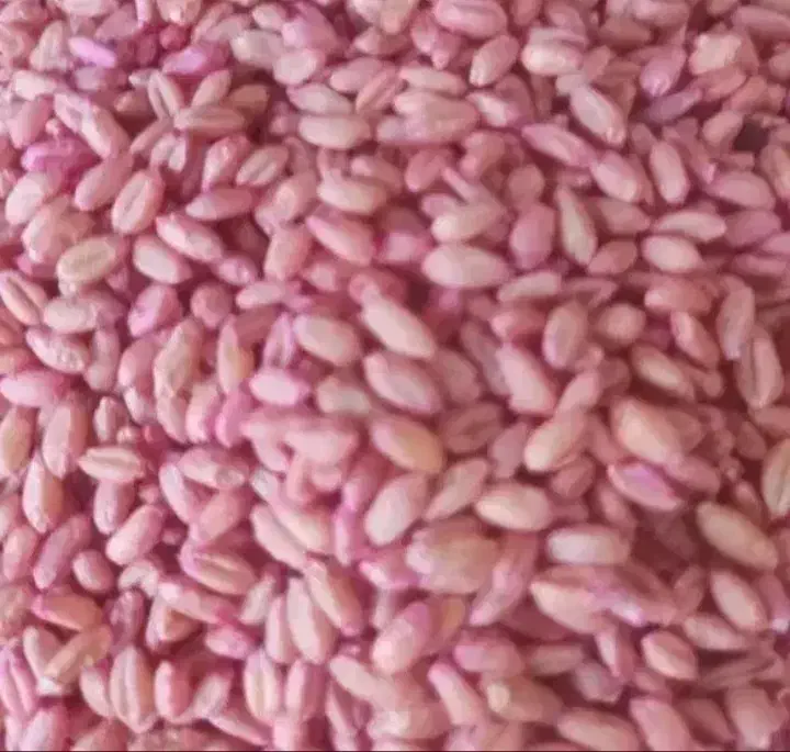 گندم بذری پیشگام|گل و گیاه طبیعی|دینور, |دیوار