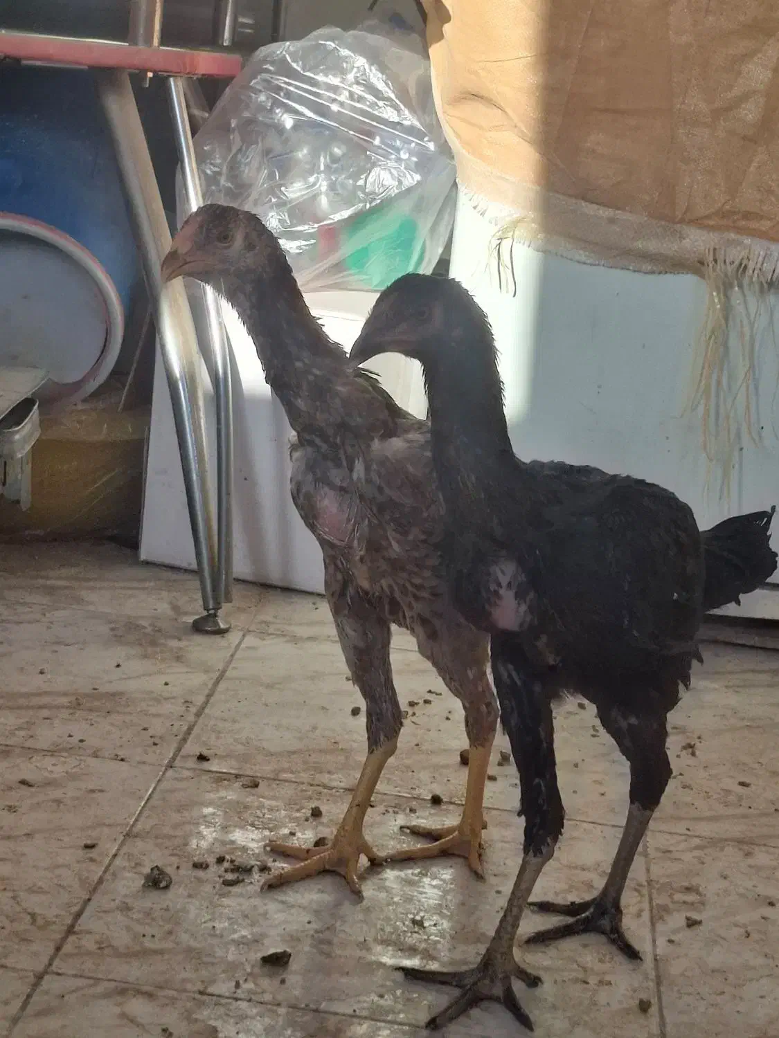 یک جفت جوجه لاری نژاد افغان دنگ بالا|حیوانات مزرعه|فولادشهر, C1|دیوار