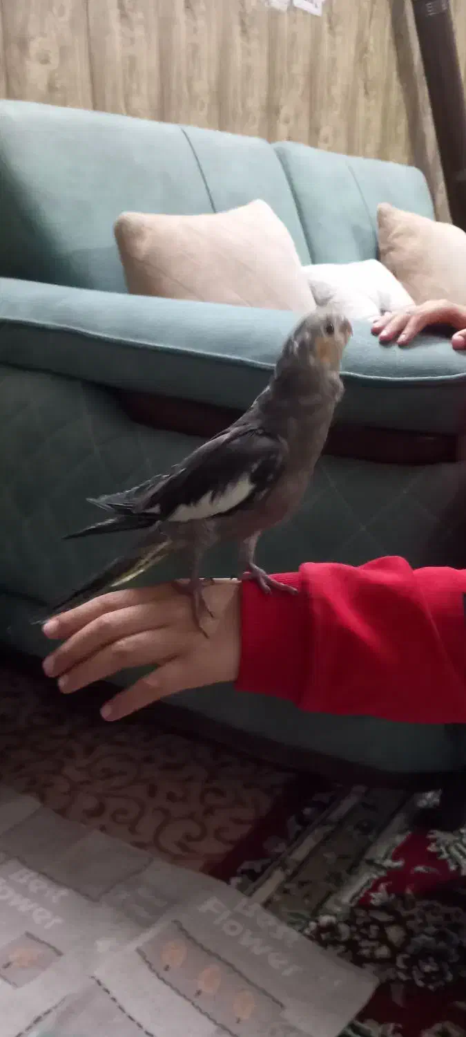 جوجه عروس هلندی|پرنده|مشهد, شهید قربانی|دیوار