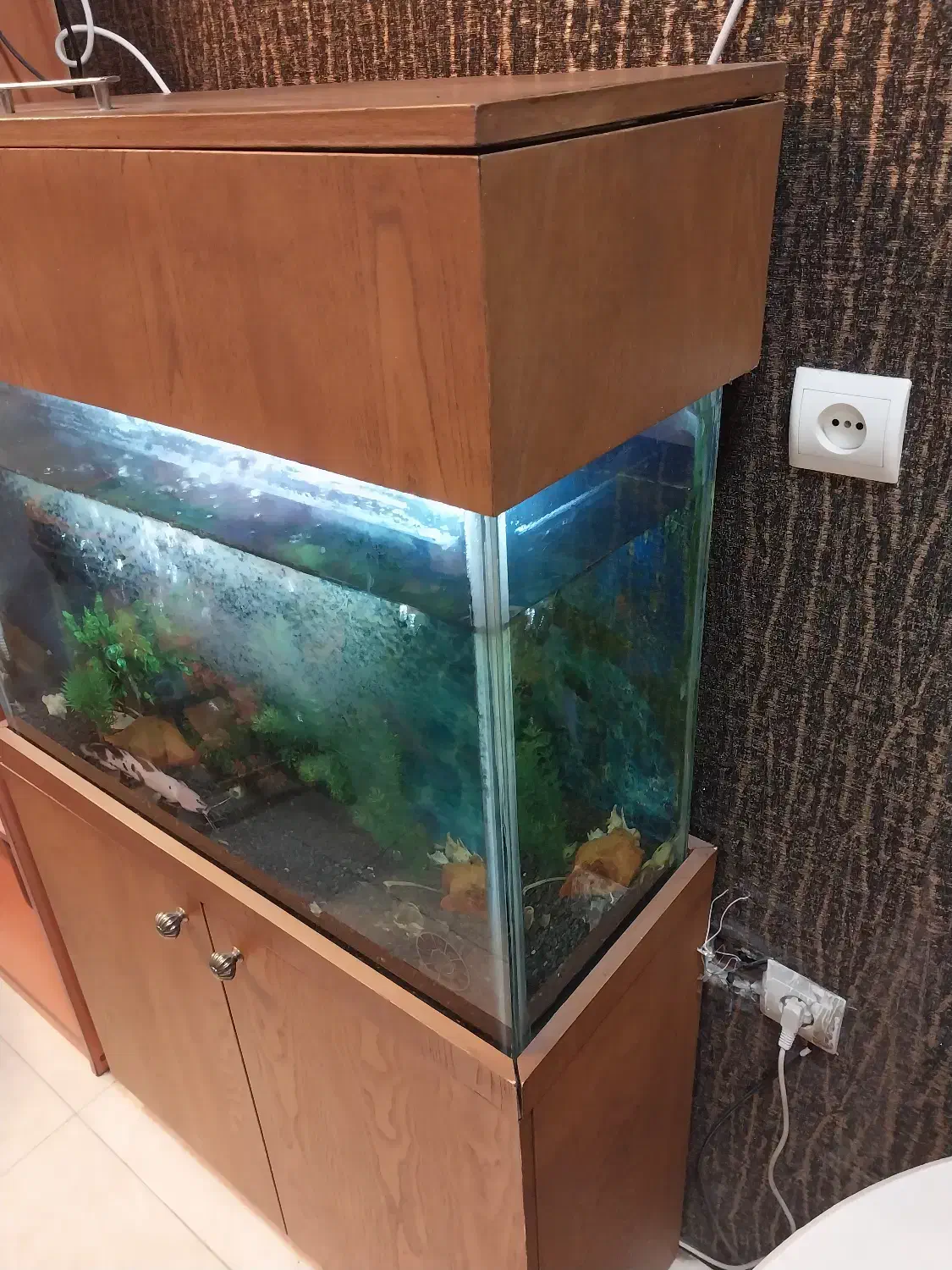 آکواریوم و لوازم به همراه ماهی|ماهی|آمل, |دیوار