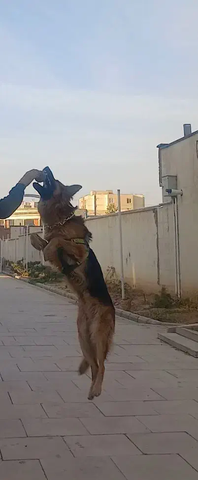 واگذاری ژرمن|سگ|ری, حمزهآباد|دیوار