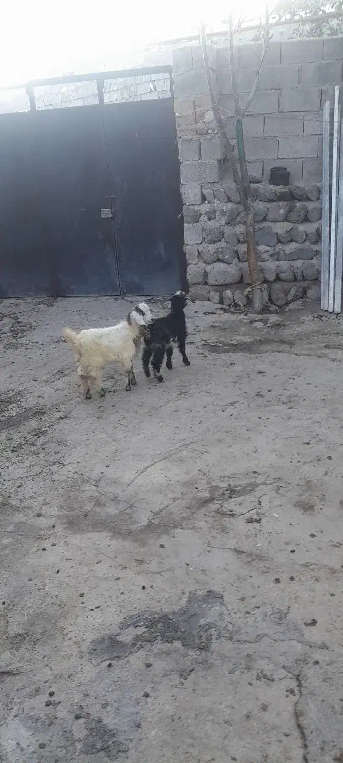 دو تا بز غاله پنج میلون هشست|حیوانات مزرعه|مشگین شهر, |دیوار