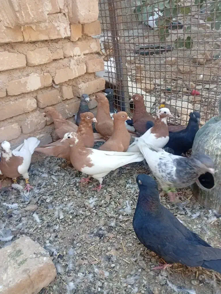 کفتر طوقی دم سفید|پرنده|شیراز, قلات|دیوار