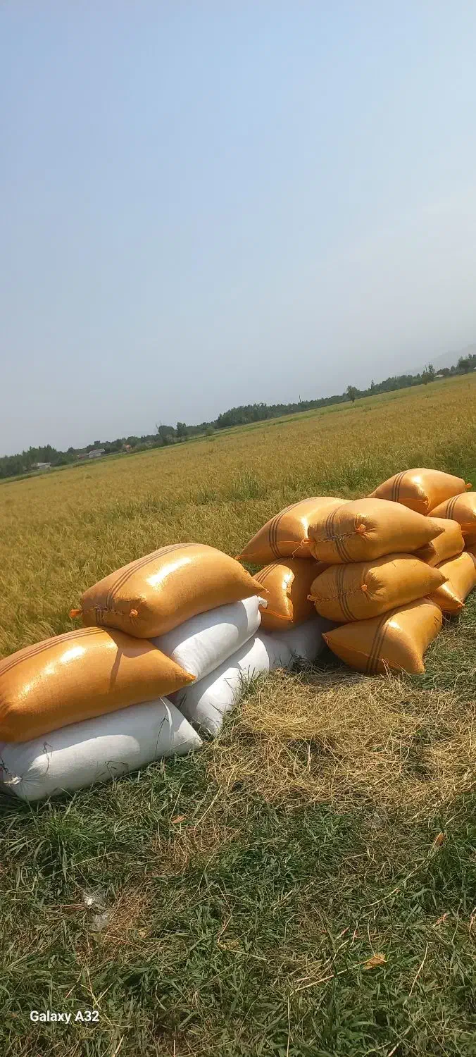 برنج هاشمی درجه یک|خوردنی و آشامیدنی|صومعه‌سرا, |دیوار