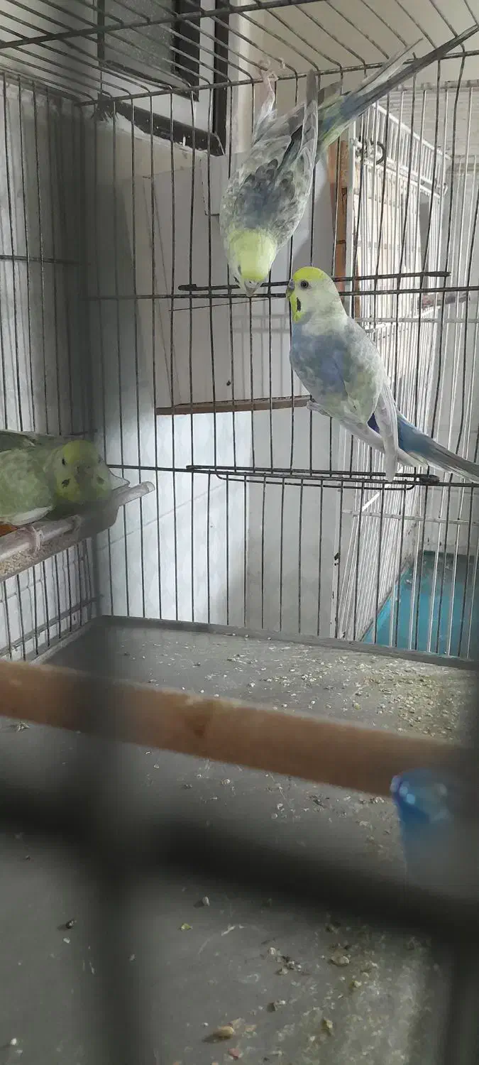 مرغ عشق رینبو|پرنده|ملارد, |دیوار