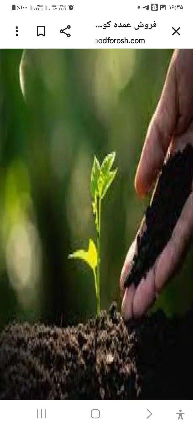 کودمرغوب کننده خاک،فوربار هماتیت|گل و گیاه طبیعی|مسجد سلیمان, |دیوار