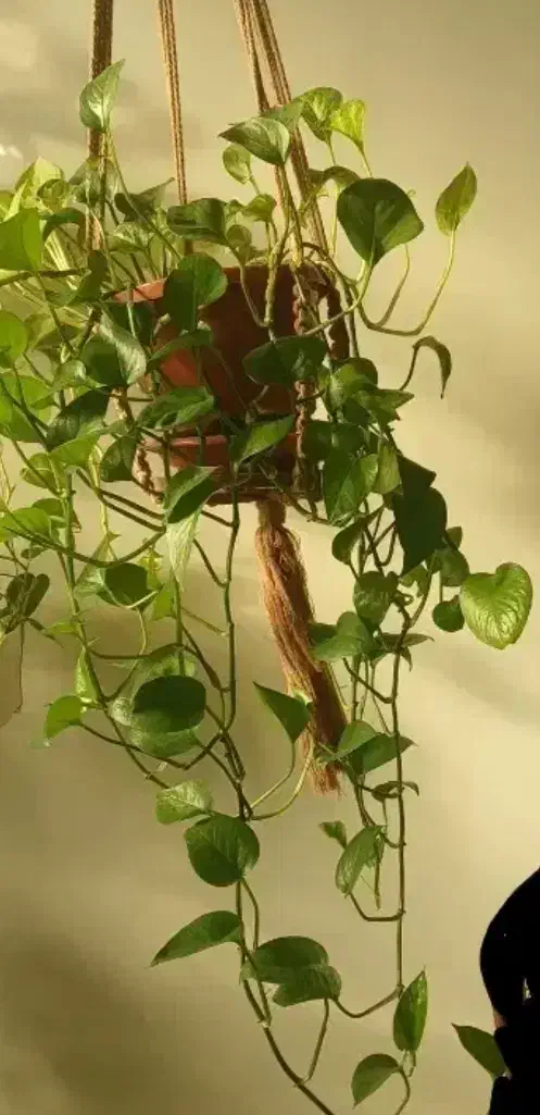 پتوس ۳مدل دریک گلدان|گل و گیاه طبیعی|تهران, شهرک دریا|دیوار