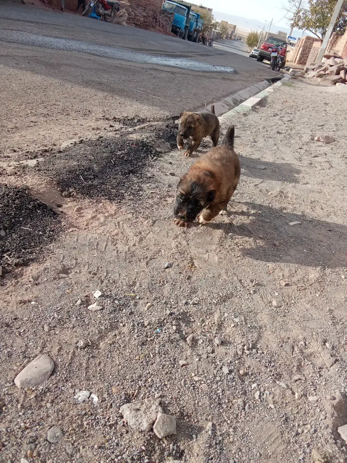 سگ سرابی|سگ|تربتحیدریه, پائین ولایت|دیوار