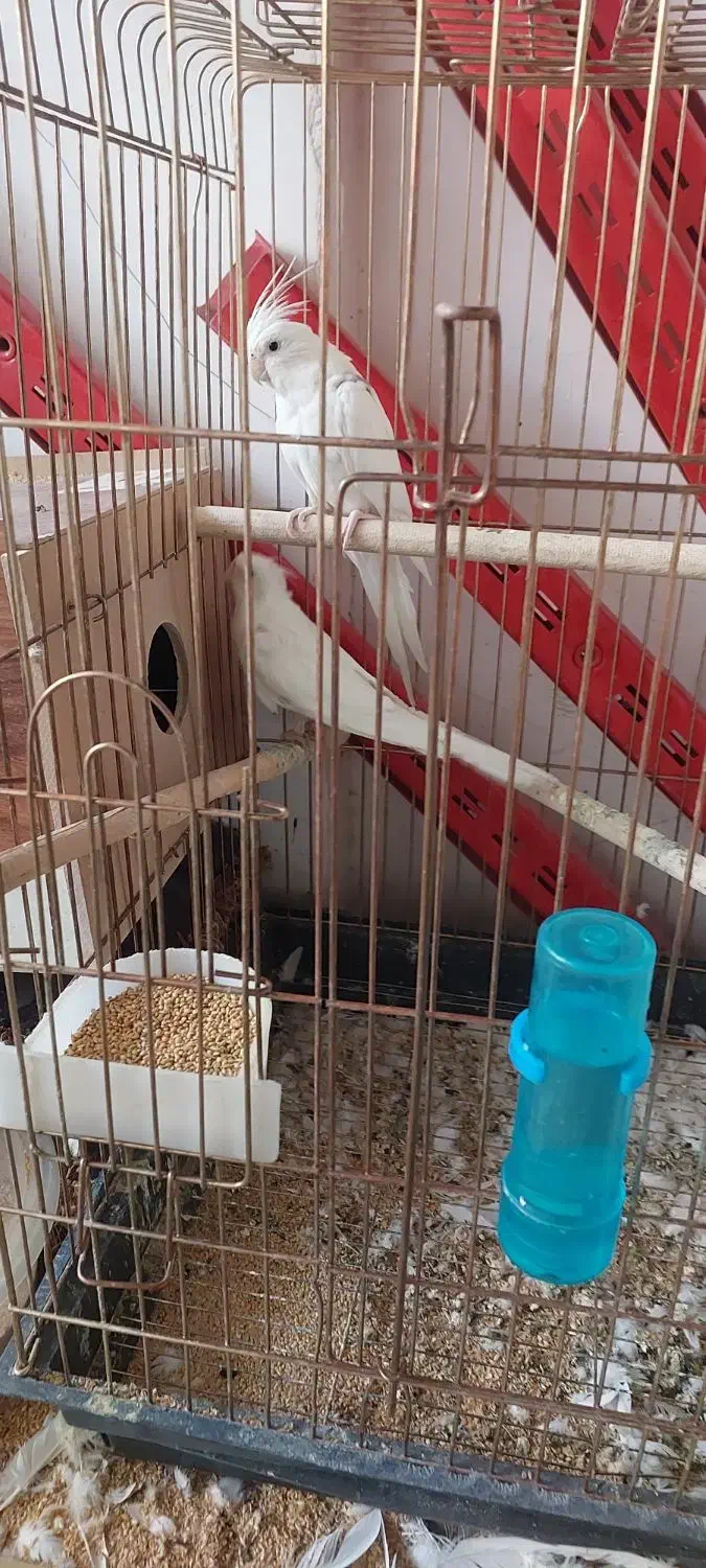 دو جفت عروس هلندی البینو ضمانتی|پرنده|بوکان, |دیوار