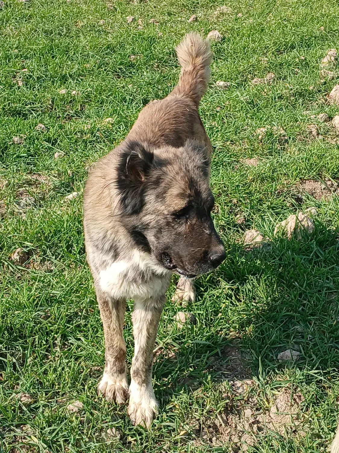 سگ گله|سگ|مشهد, تبادکان|دیوار