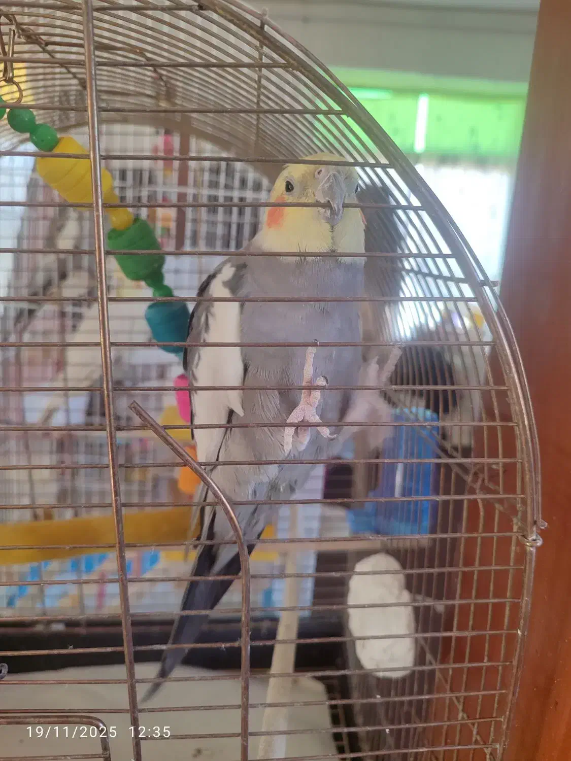 عروس هلندی|پرنده|سنقر, |دیوار