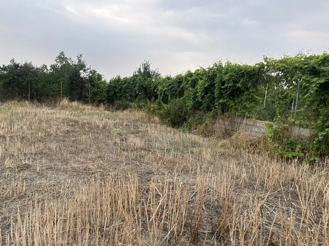 زمین بر جاده اصلی بالاخط 311متر|فروش زمین و ملک کلنگی|گرگان, |دیوار