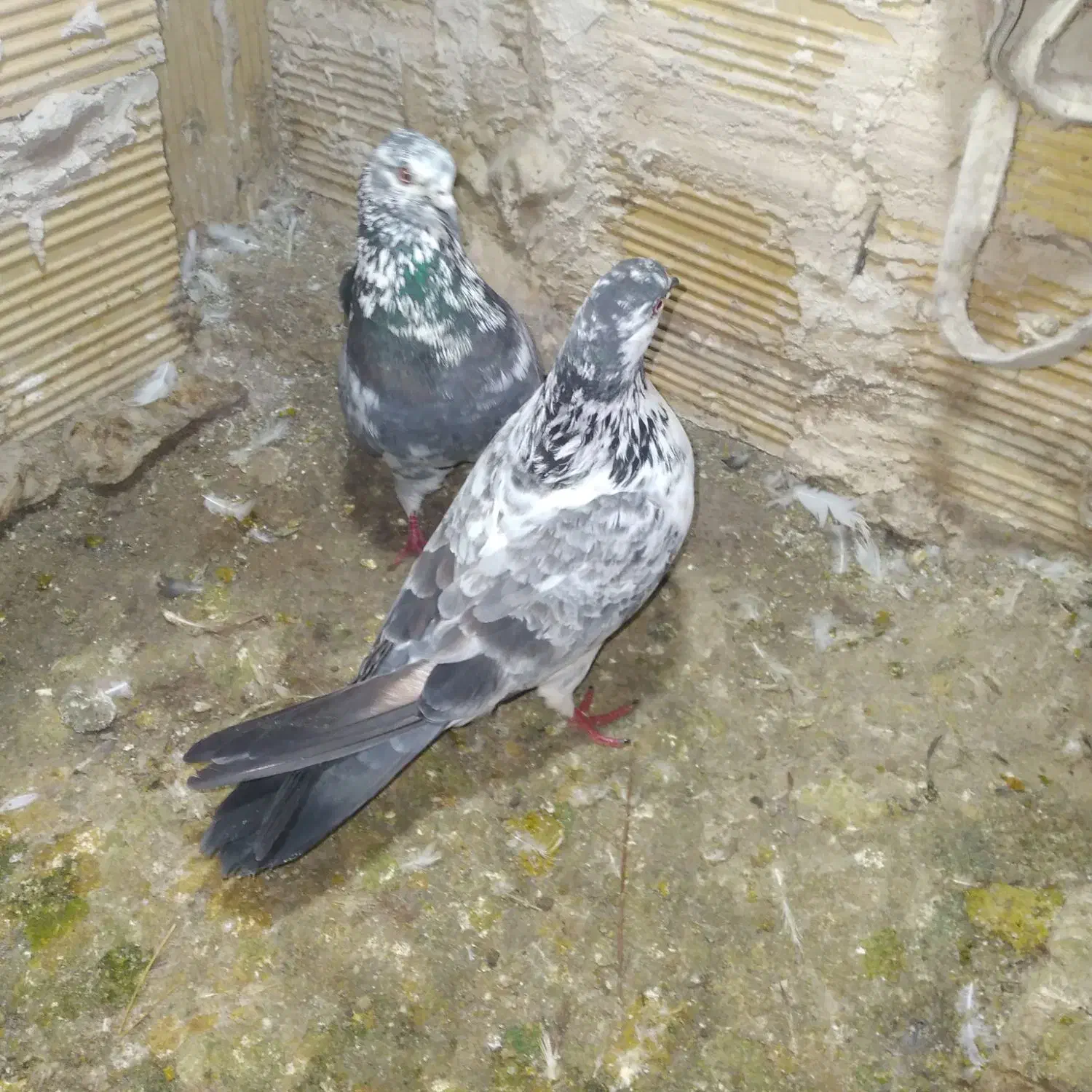 کبوتر|پرنده|مشگین شهر, |دیوار