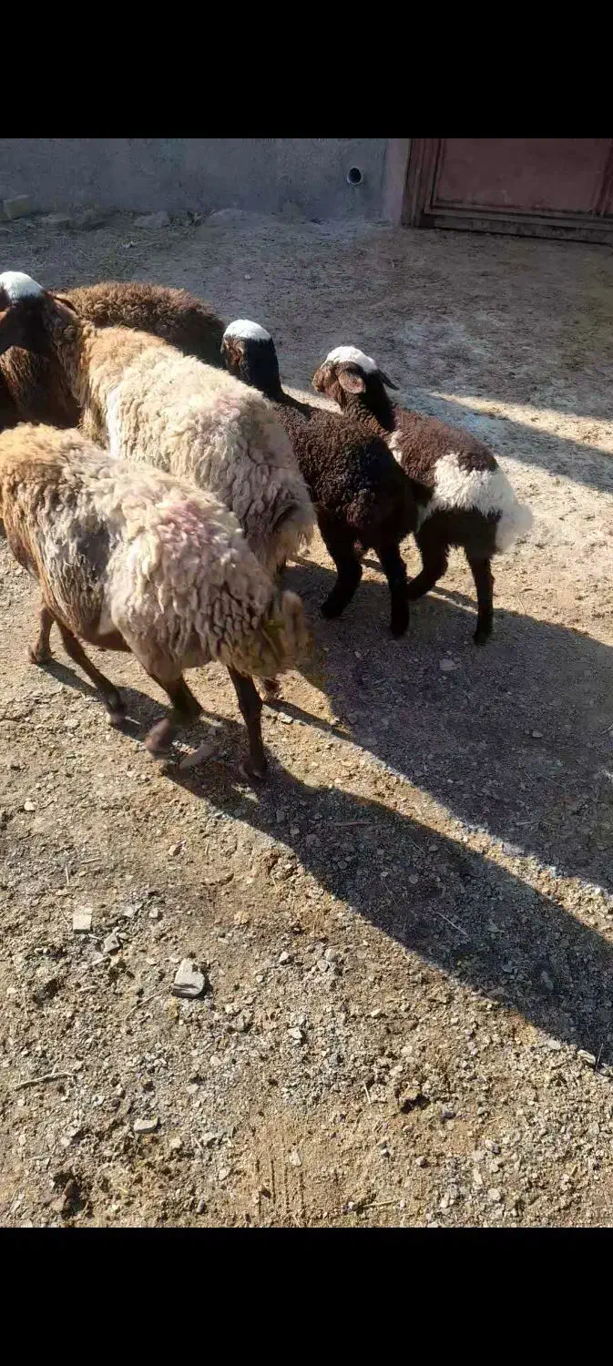 میشوبره بز|حیوانات مزرعه|کنگاور, |دیوار