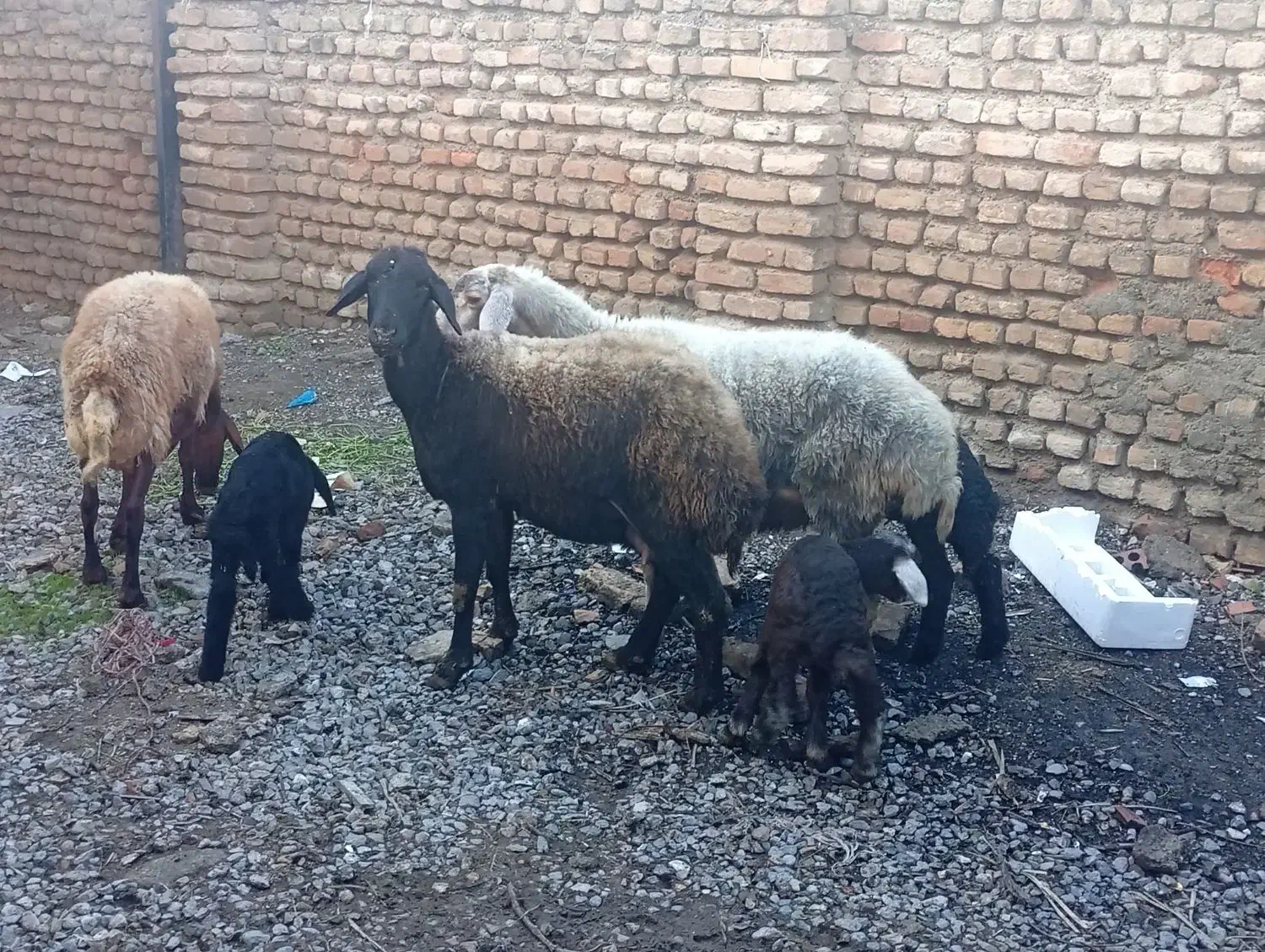 ۳تا گوسفند بره داره دوتا نر ۱ماده|حیوانات مزرعه|گرگان, |دیوار