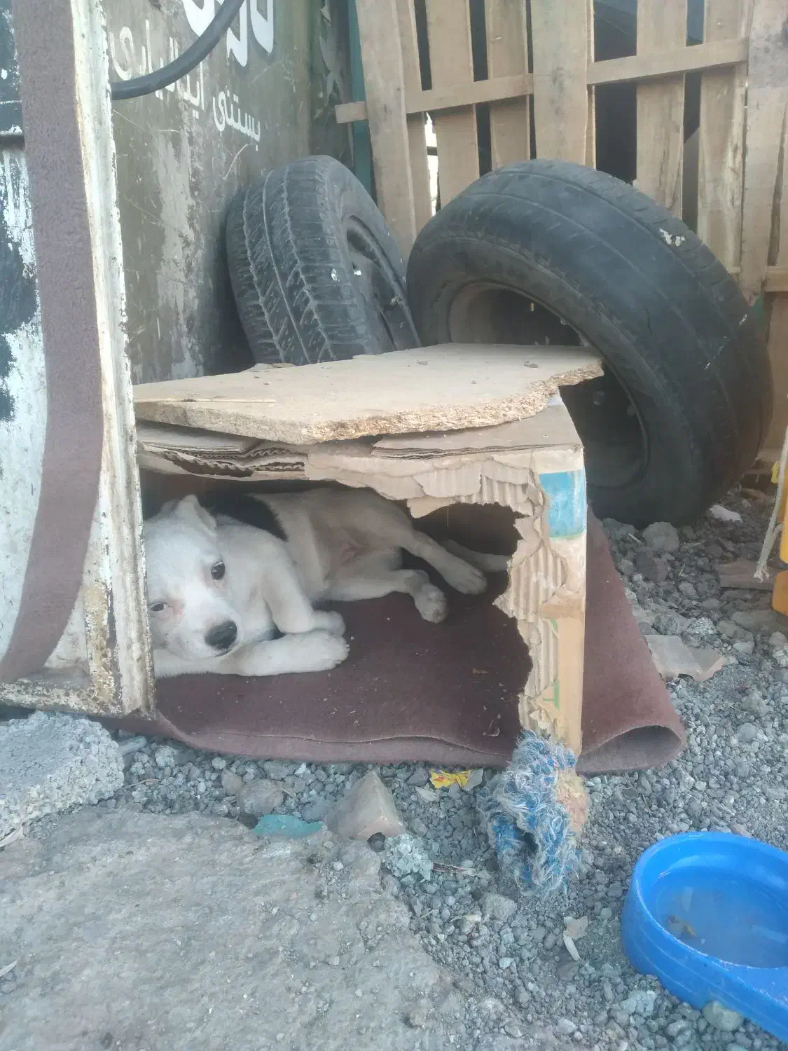 توله پیت بول واکسن خورده ۶۵ روزه|سگ|رباط‌کریم, الارد|دیوار