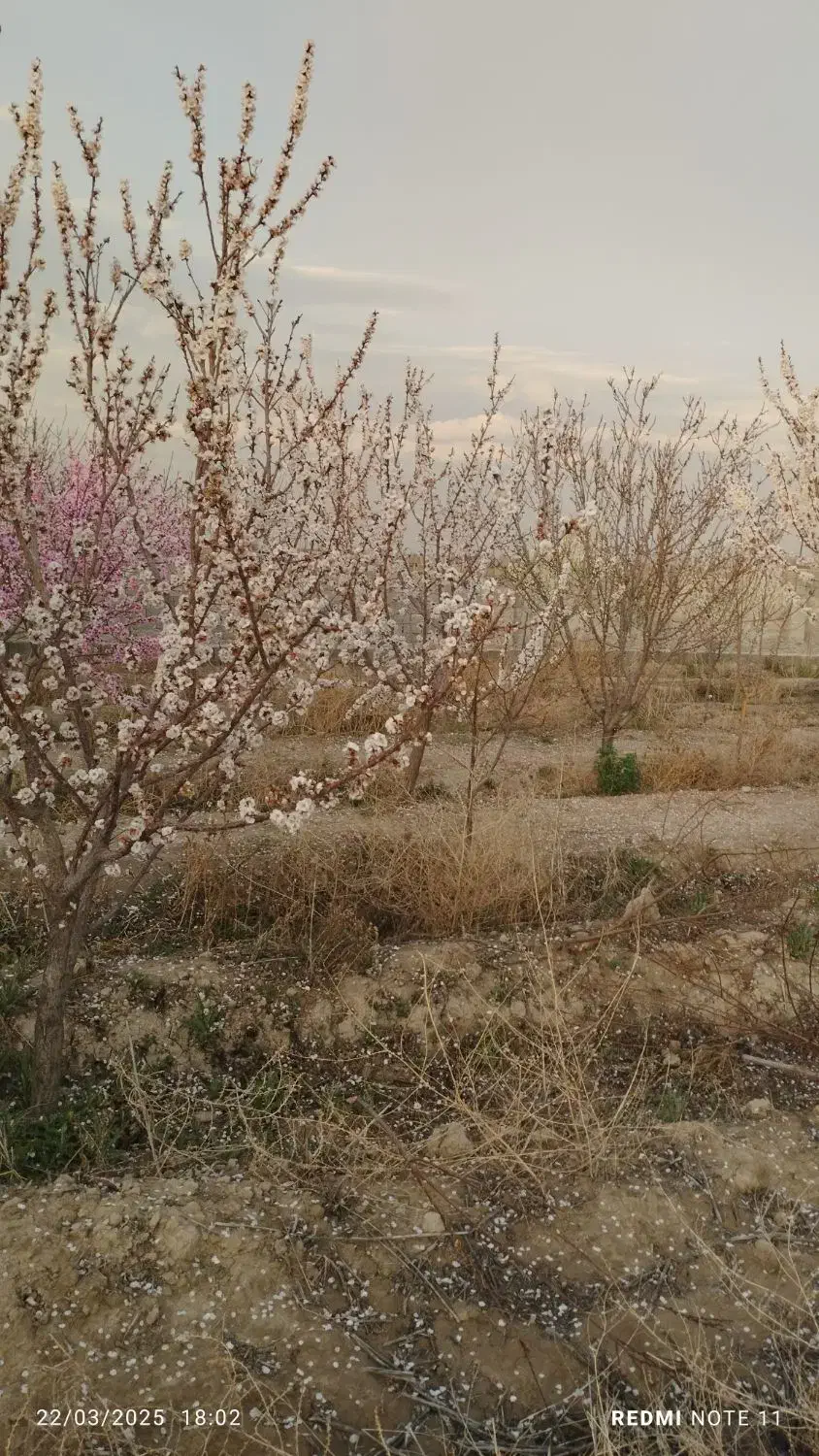 باغ و باغچه|فروش زمین و ملک کلنگی|صباشهر, |دیوار