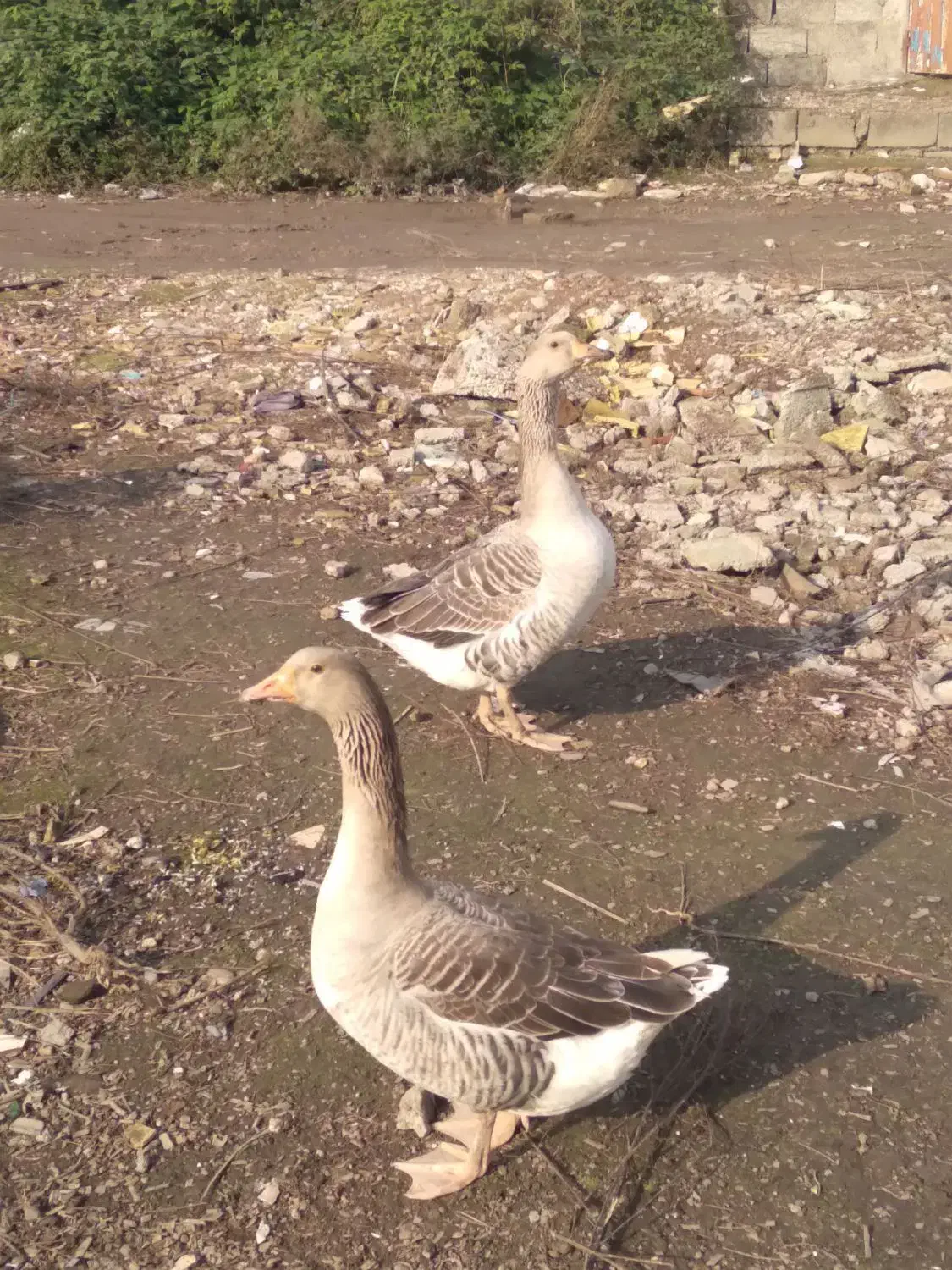 دو رگ قاز محلی|حیوانات مزرعه|رشت, کوی امام رضا|دیوار