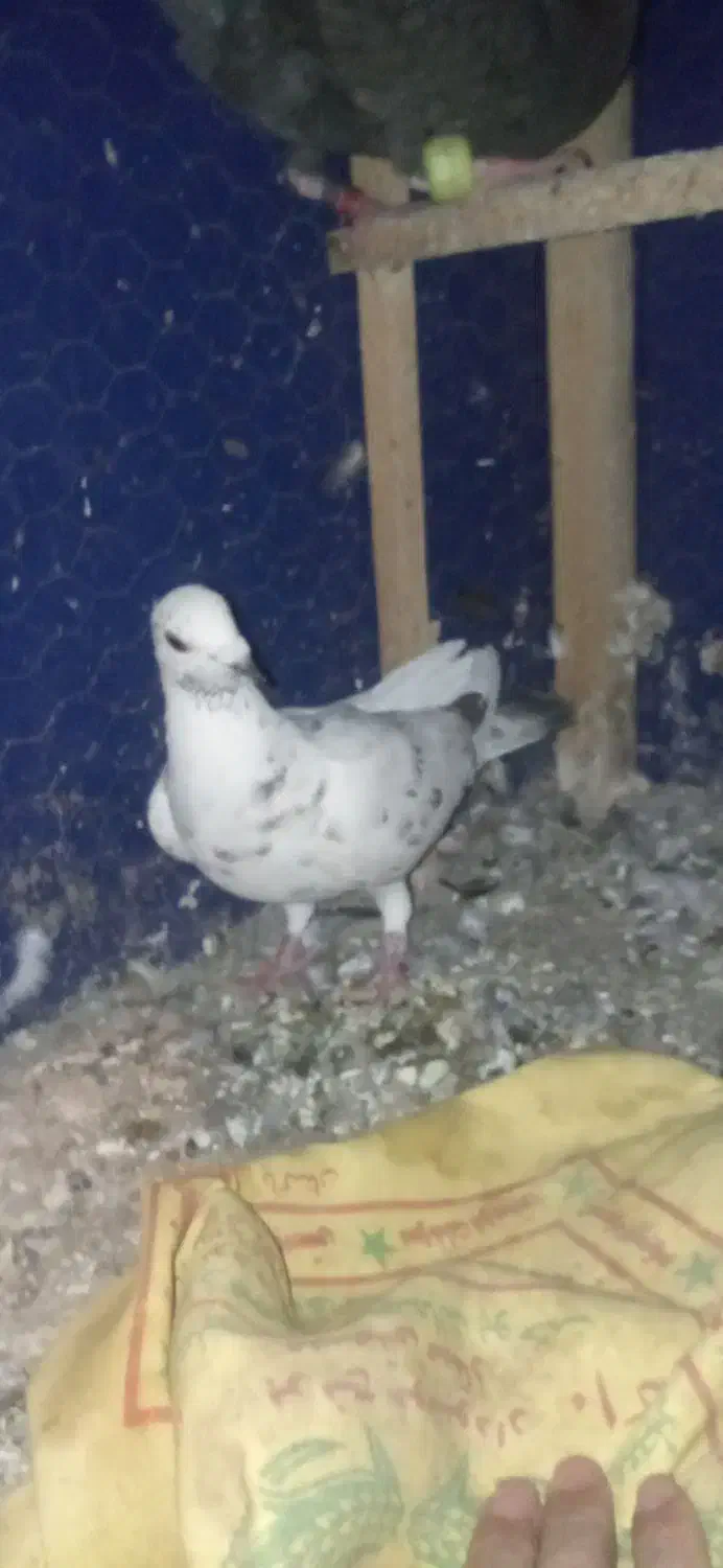 سوسکی بزک|پرنده|نیشابور, بنیاد شهید|دیوار