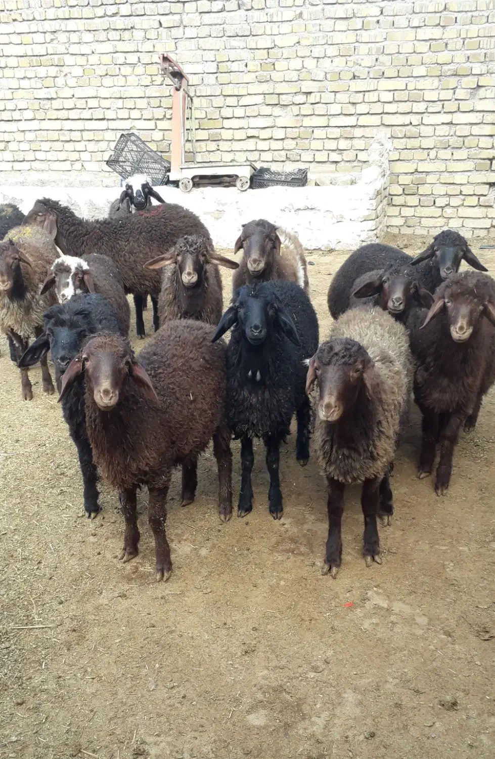بره گوسفند|حیوانات مزرعه|بوئین زهرا, |دیوار