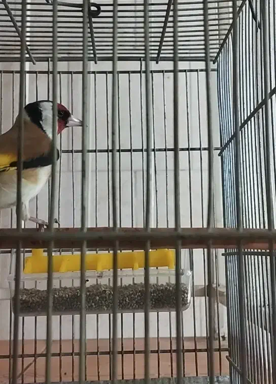 سهره،سگ،دورگه|حیوانات|سنندج, |دیوار