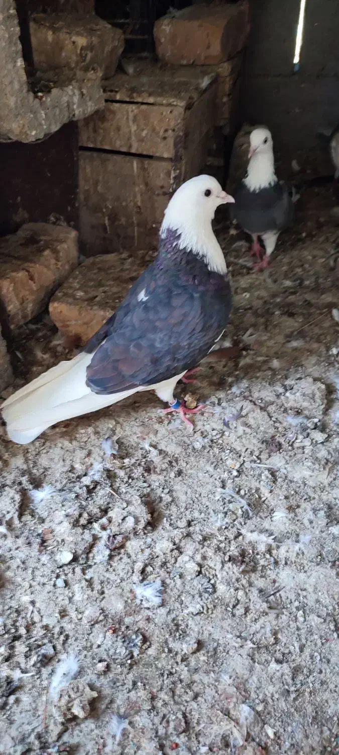 کبوتر کفتر|پرنده|رودان, |دیوار