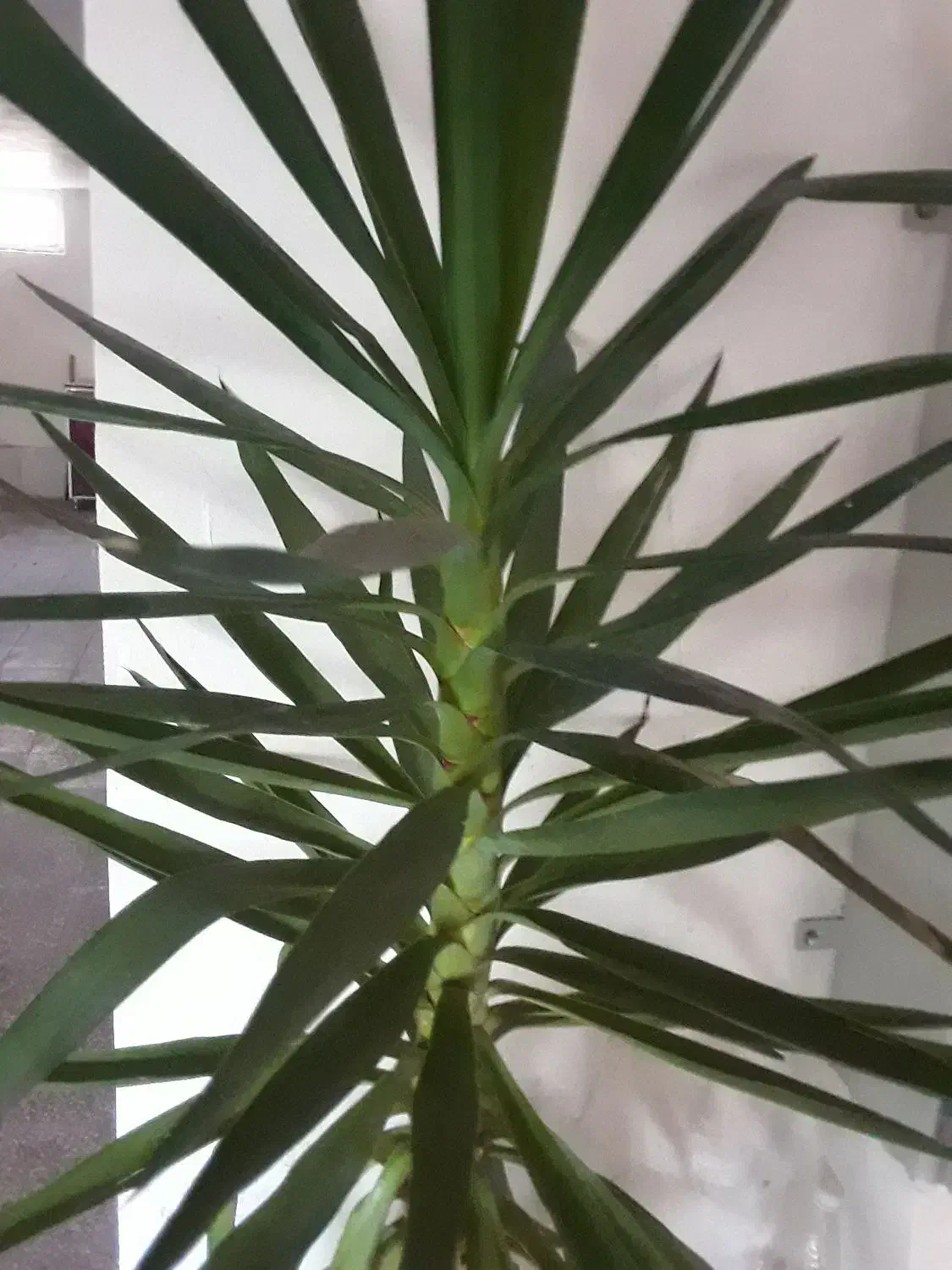 گل وگلدان|گل و گیاه طبیعی|نمین, |دیوار