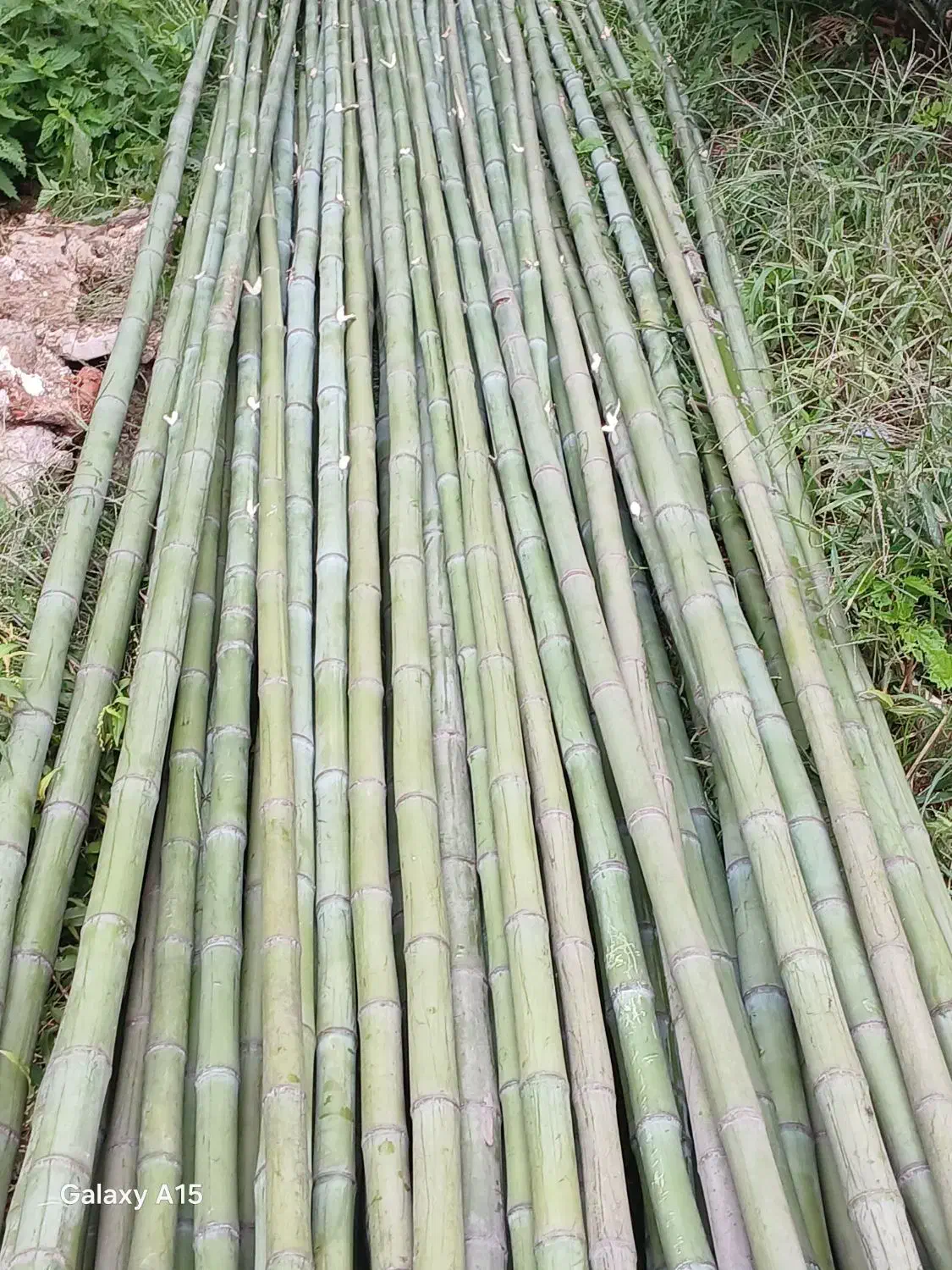فروش نی بامبو|عمده‌فروشی|رودبنه, |دیوار