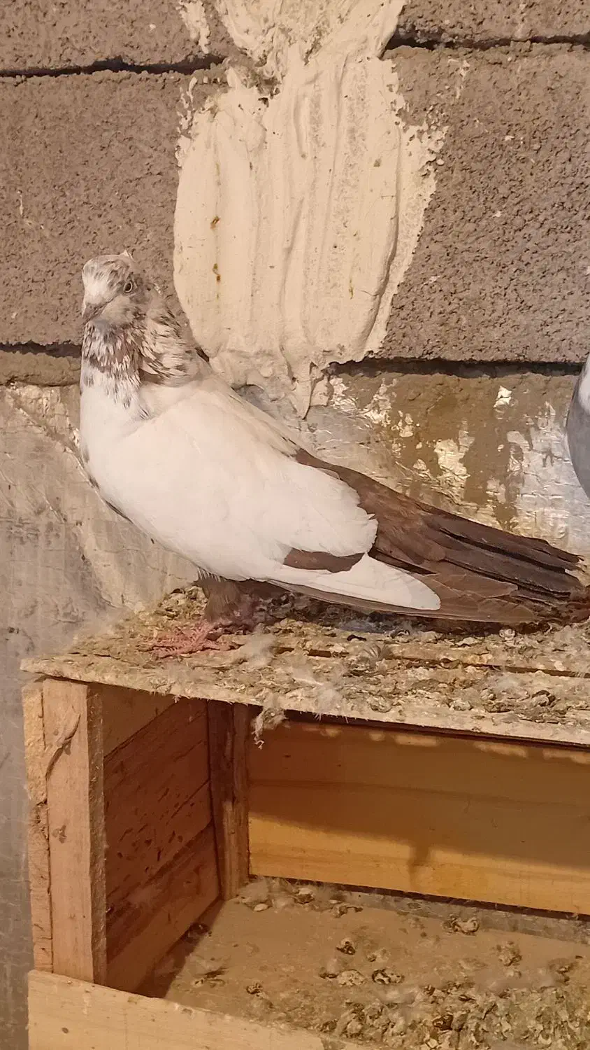 دوتاکفترگرفتنی|پرنده|همدان, |دیوار