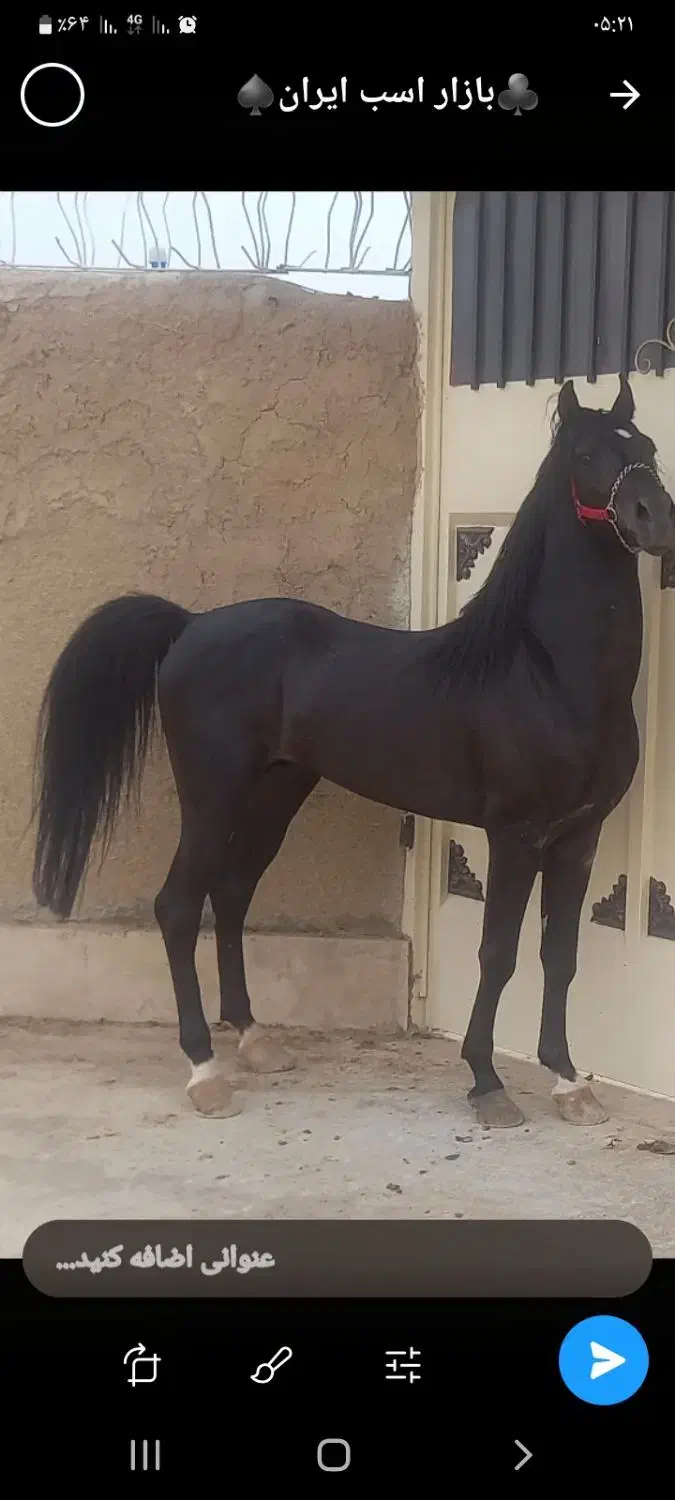 قیماق سیاه کرد زیبا|اسب و تجهیزات اسبسواری|فولادشهر, سایت صنعتی کاوه|دیوار