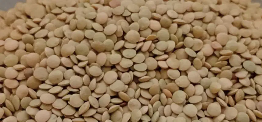 عدس|خوردنی و آشامیدنی|چرداول, |دیوار