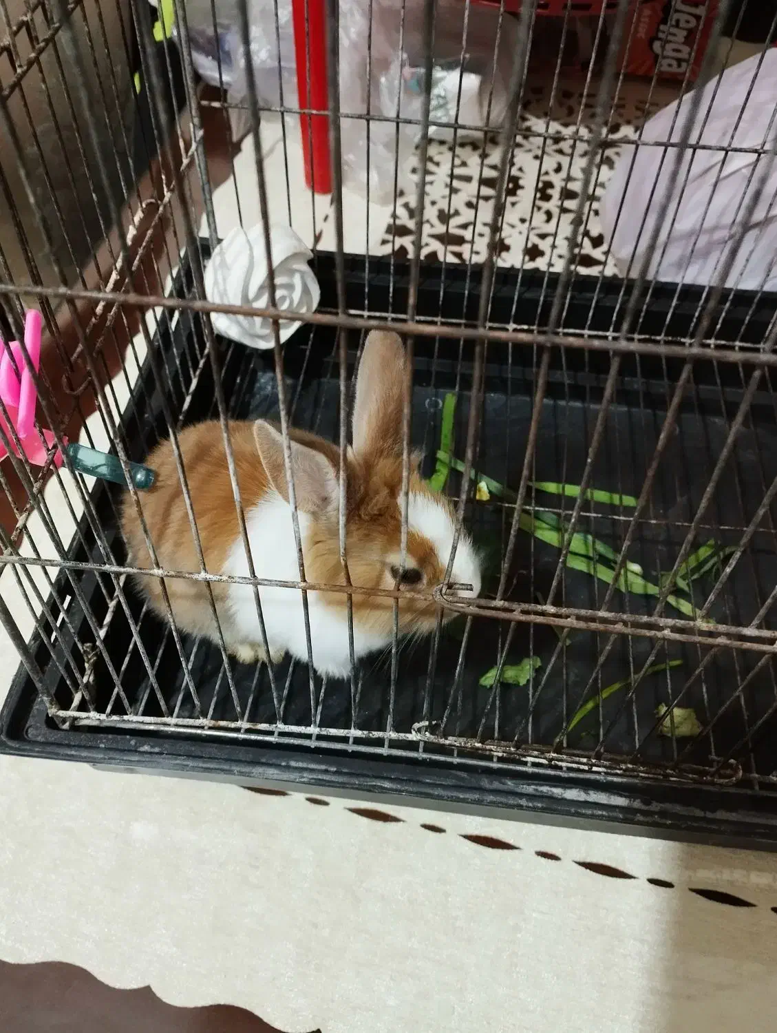 خرگوش|موش و خرگوش|پیشوا, |دیوار