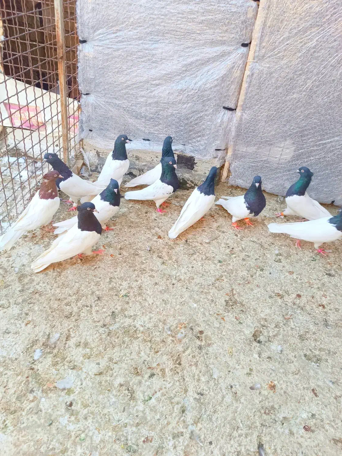 کله مهر مهر|پرنده|شیراز, ریاستی|دیوار